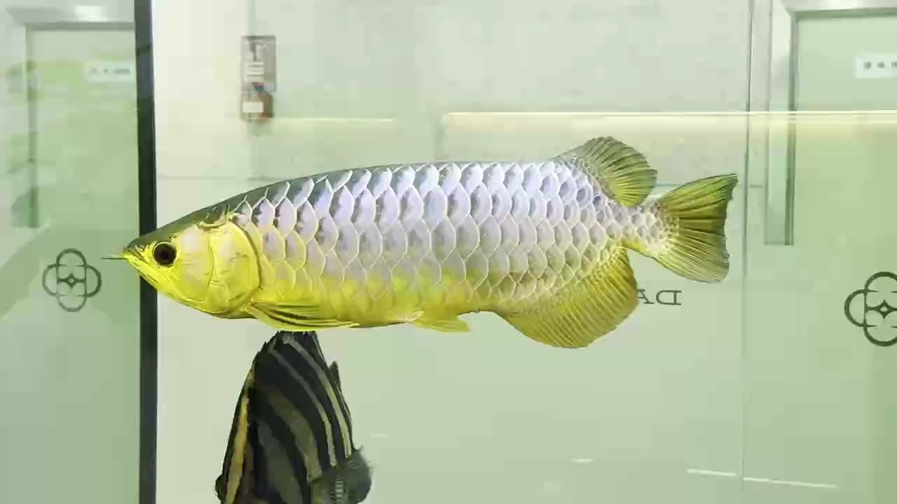 古典的魅力