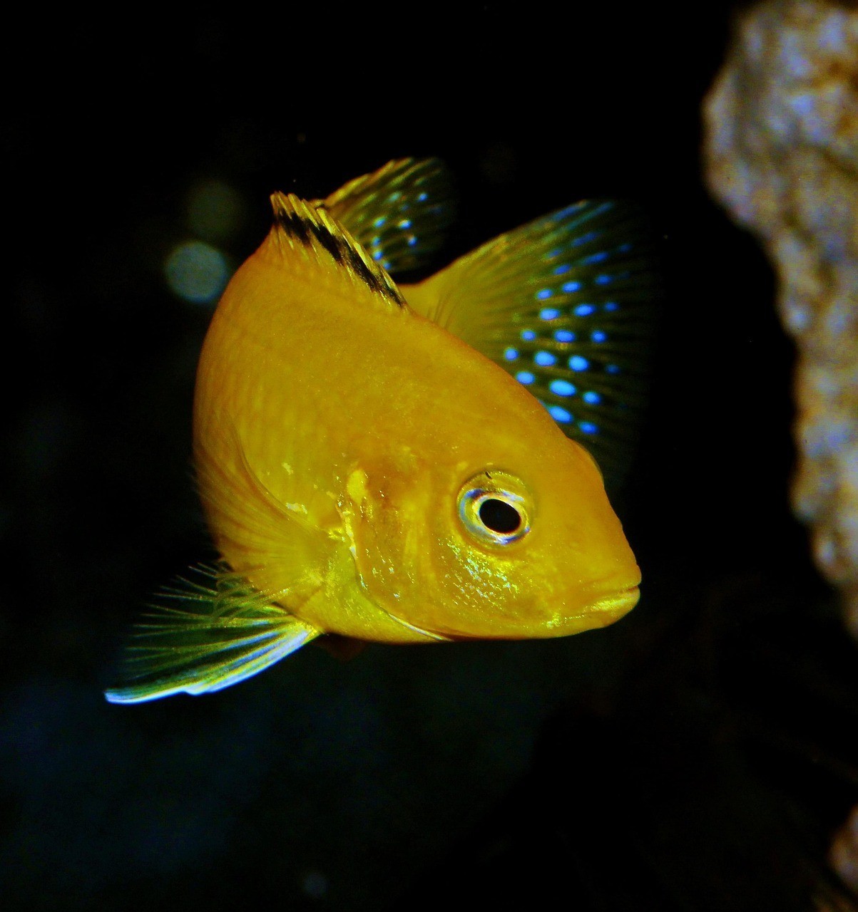 非洲金鼓四文魚