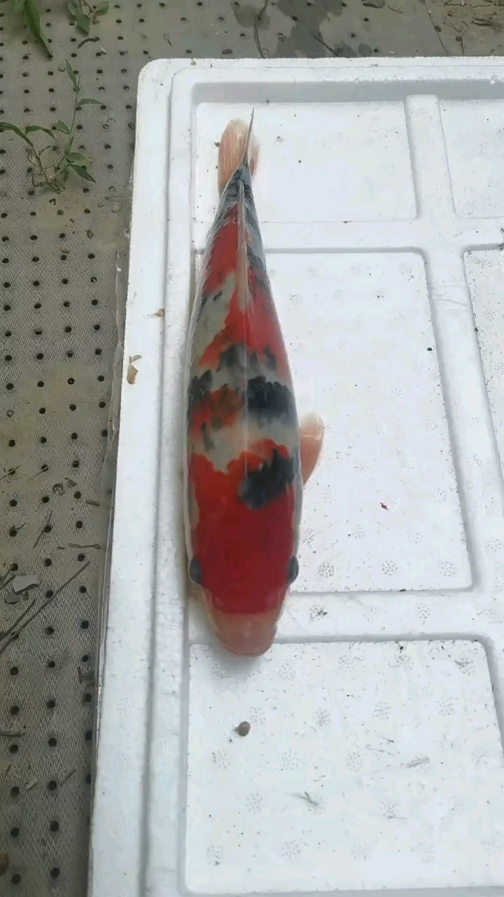 養魚日記