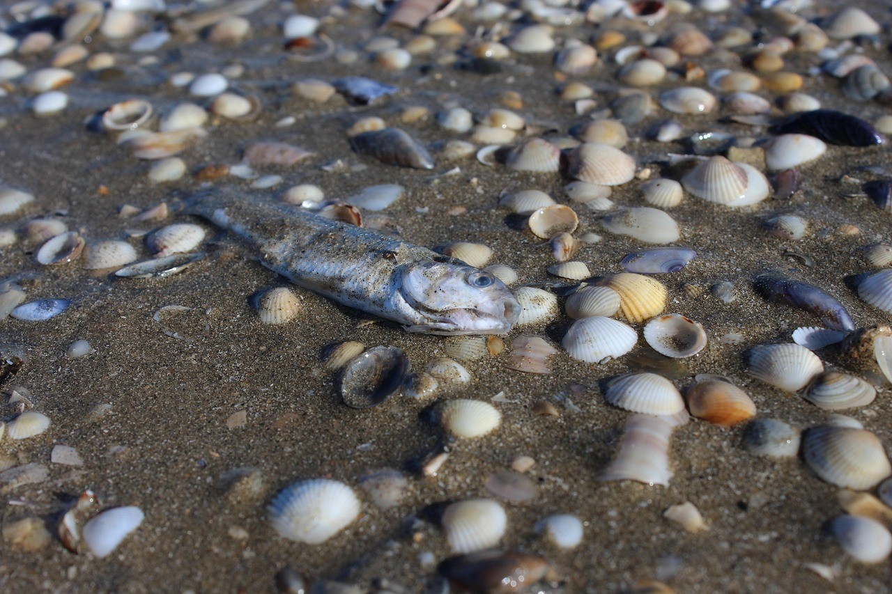 薩伊藍(lán)魚(yú)