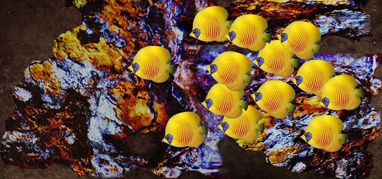 黃寬蝴蝶魚