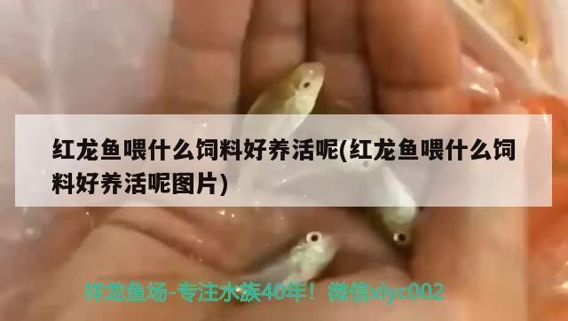 西安市閻良區可麗愛水族生活館（西安市閻良區可麗愛水族生活館電話）