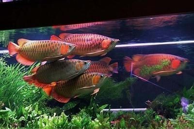 龍魚十大高端品種