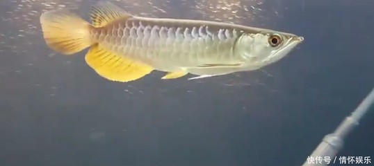 昆明市盤龍區新華水族海水店（昆明市盤龍區新華水族海水店地址）