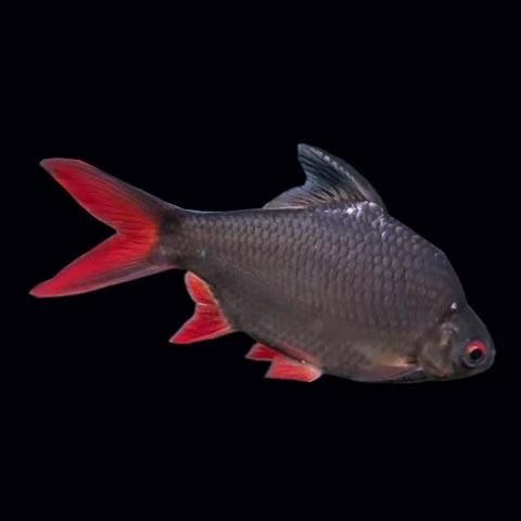 銀色金龍魚多少錢一只啊