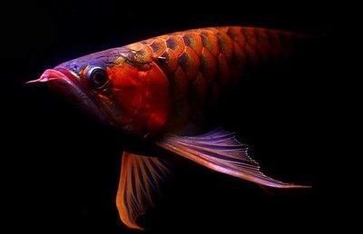 南陽(yáng)市宛城區(qū)林海水族館（南陽(yáng)市宛城區(qū)林海水族館電話） 南陽(yáng)市宛城區(qū)林海水族館（南陽(yáng)市宛城區(qū)林海水族館電話） 全國(guó)水族館企業(yè)名錄