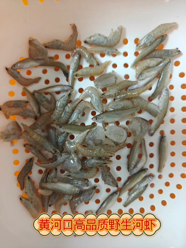野生河蝦，野生麥穗魚，淡水蝦段喂食記