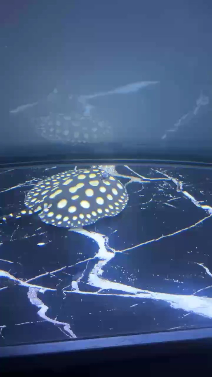 新手魟魚求助！！！！