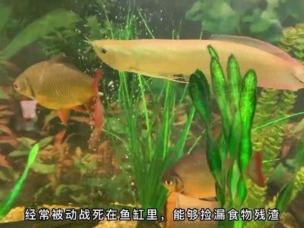 銀龍魚和什么魚混養(yǎng)好看一點(diǎn)兒