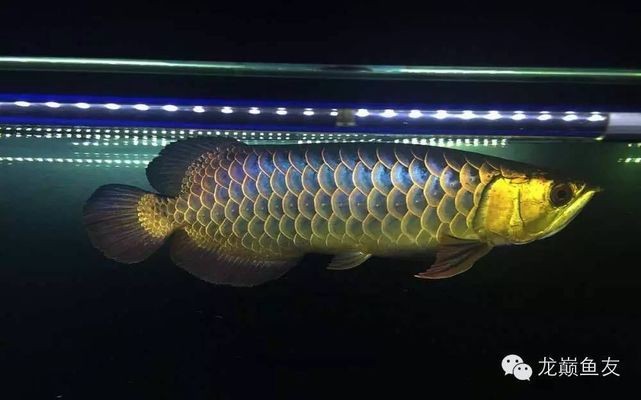 <strong><mark>泰安</mark></strong>市岱岳區(qū)山口大千花卉水族館（<strong><mark>泰安</mark></strong>市岱岳區(qū)山口大千花卉水族館電話）