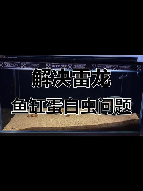 雷龍魚混養什么清潔魚好
