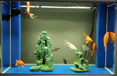福清市音西海洋之家觀賞魚店（福清海洋世界）