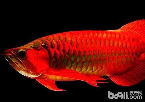 廈門市海滄區(qū)宏興海福水族館（廈門市海滄區(qū)宏興海福水族館電話）
