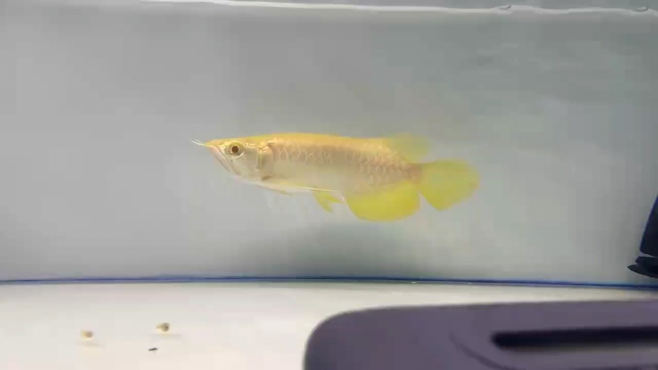 一條白子金龍