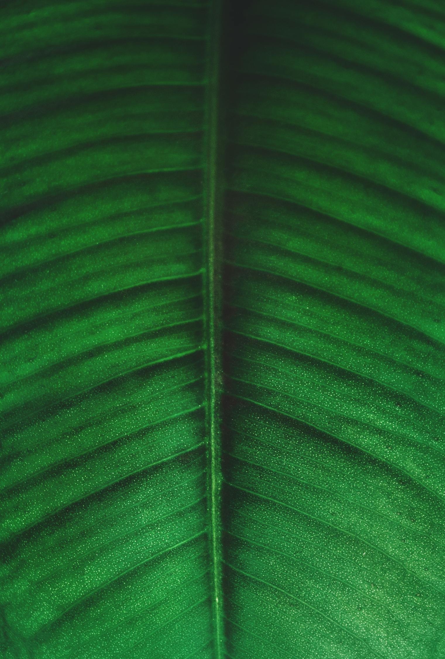 七紋鯉