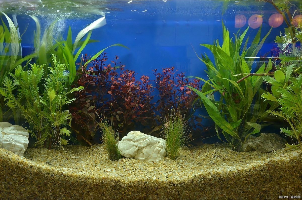 龍魚缸植物多久換一次？ 龍魚缸植物多久換一次？ 龍魚百科 第7張