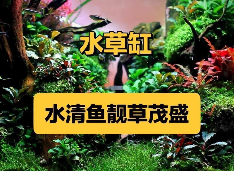 龍魚缸植物多久換一次？