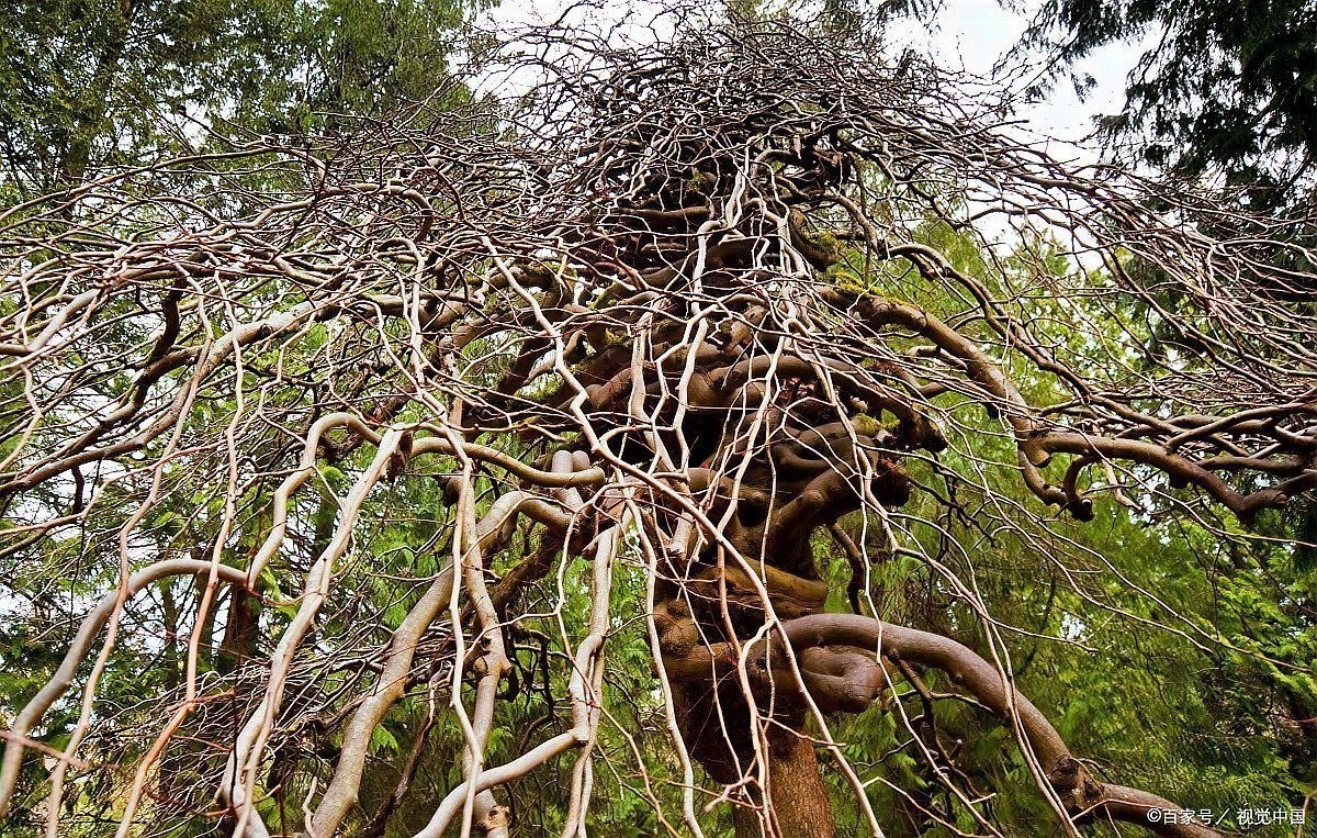 龍魚缸植物多久換一次？
