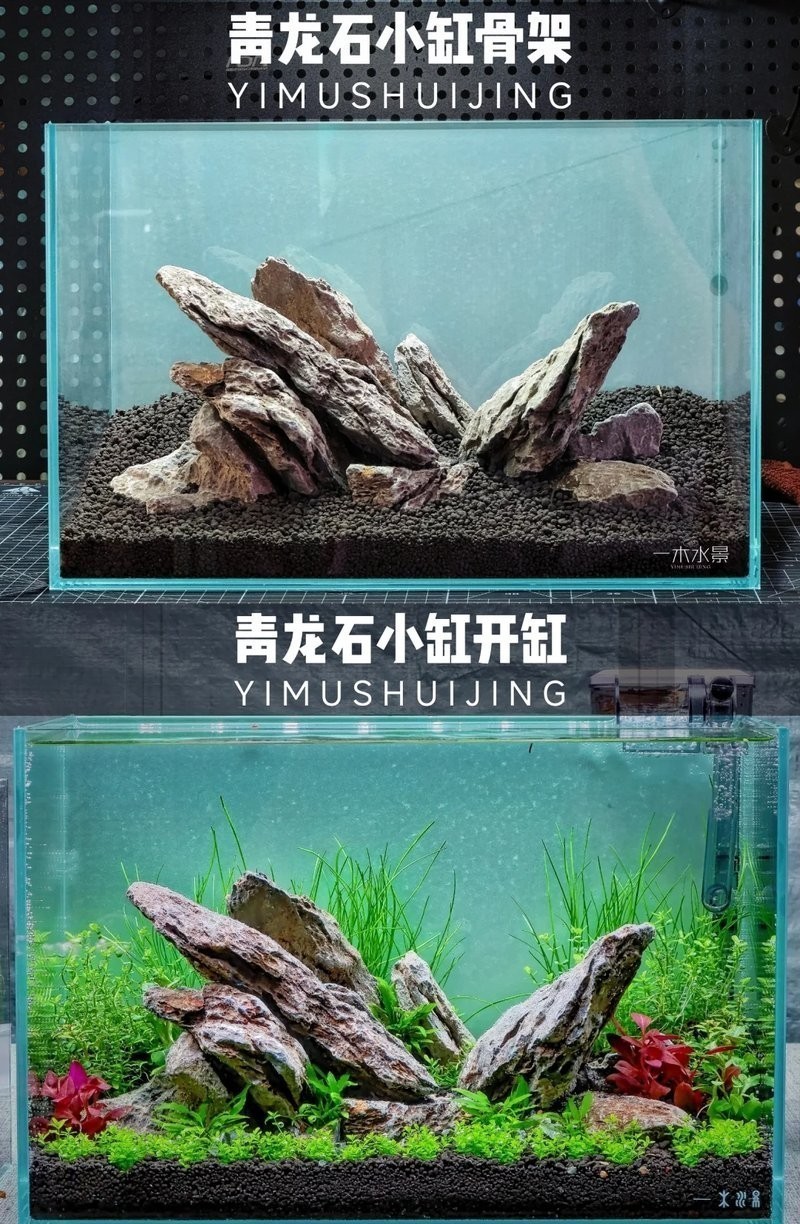 龍魚缸植物多久換一次？