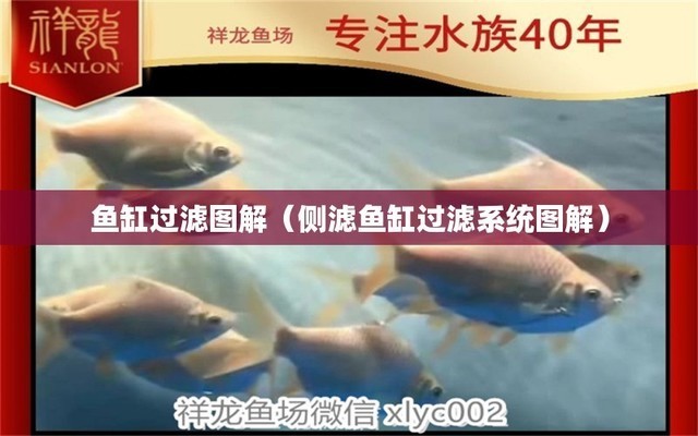梁溪區(qū)大魚海棠水族器材商行（大魚海棠海鮮小館(十區(qū)店)怎么樣）