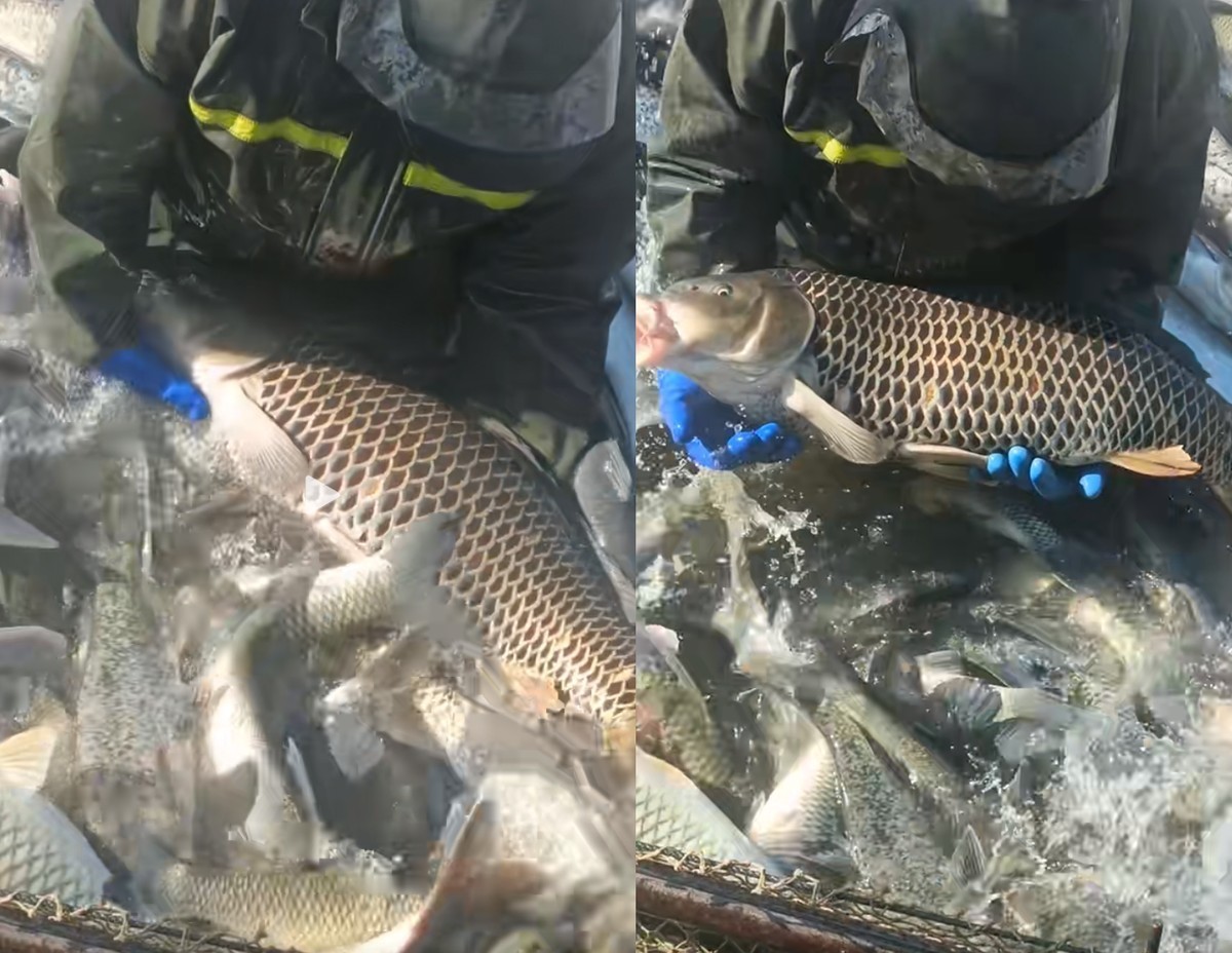 金龍魚鱗片變異可以遺傳嗎？
