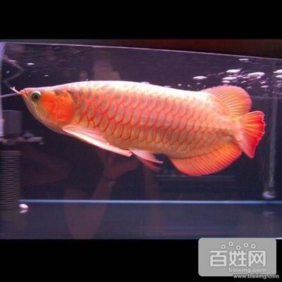 魚缸上門維修（昆明市魚缸上門維修服務(wù)公司及其服務(wù)內(nèi)容及服務(wù)內(nèi)容）