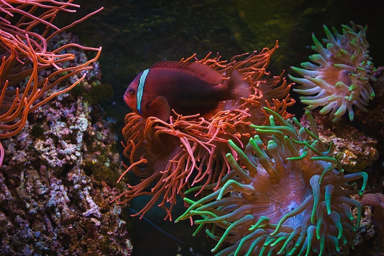 江門市蓬江區(qū)堤東東海新潮水族館（江門市蓬江區(qū)堤東東海新潮水族館電話）