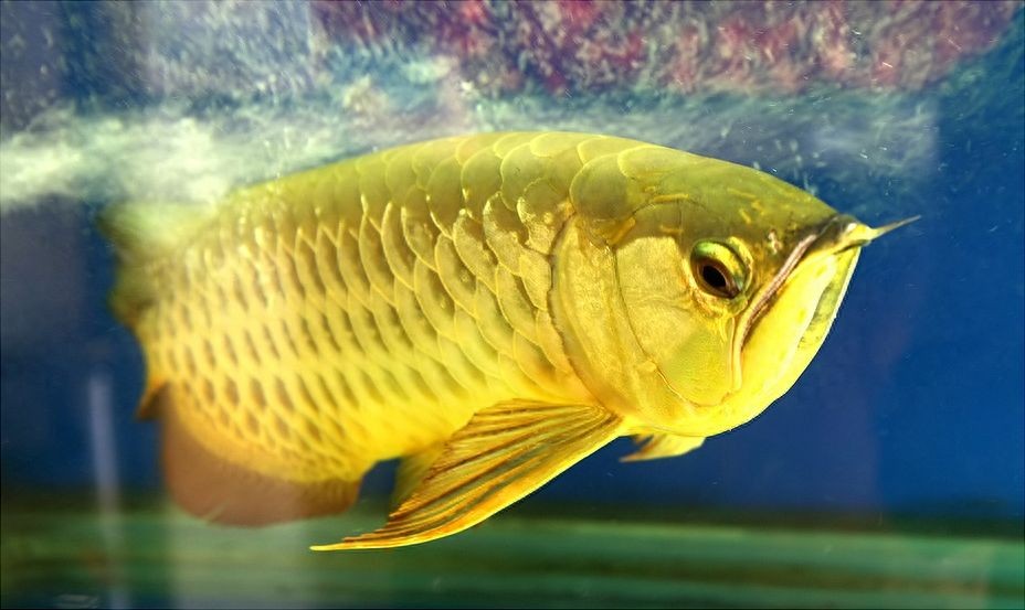 金龍魚吃金魚好不好：關(guān)于金龍魚吃金魚是否好，根據(jù)搜索結(jié)果
