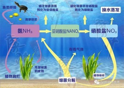 不同魚類換水需求：不同種類的魚對換水的需求有所不同