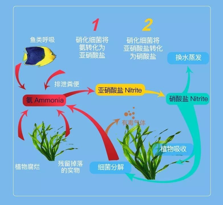 不同魚類換水需求：不同種類的魚對換水的需求有所不同