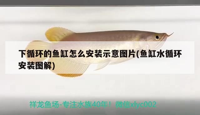 徐州哪里賣魚缸好？：徐州哪里賣魚缸好一點