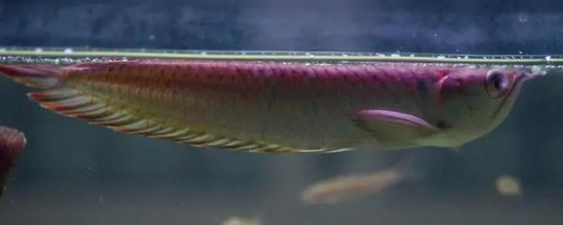 銀龍魚蒙眼會(huì)傳染嗎：龍魚蒙眼病的常見癥狀有哪些龍魚蒙眼病的隔離治療方案