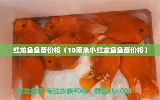 紅龍魚(yú)苗多少錢(qián)一條啊（紅龍魚(yú)苗價(jià)格一般多少？）
