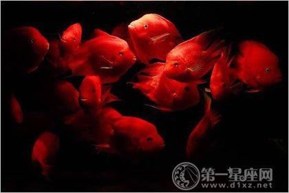 紅財神魚產卵后要多久才能恢復