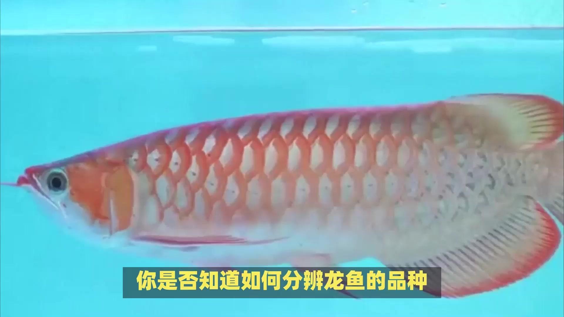 銀龍魚和紅龍魚哪個更值錢？