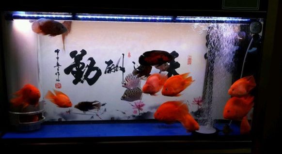 元寶魚與龍魚能混養嗎（元寶魚和龍魚可以混養嗎）
