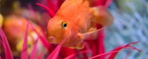 元寶魚與龍魚能混養嗎（元寶魚和龍魚可以混養嗎）