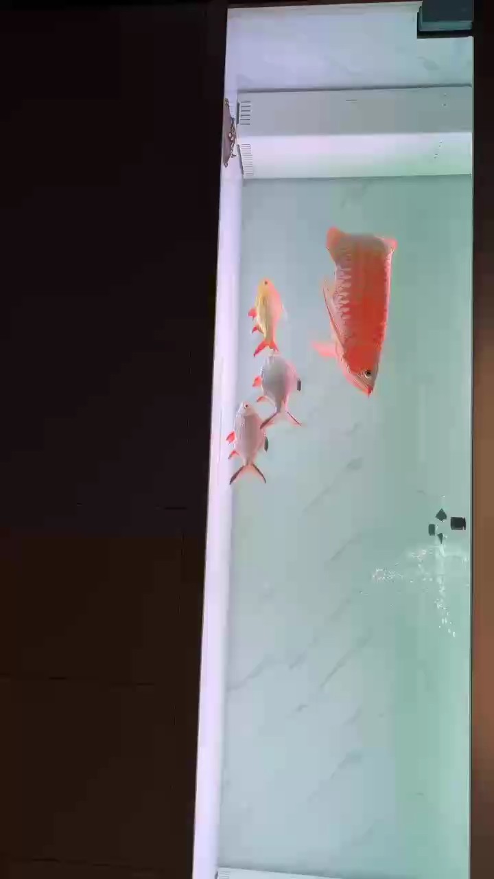 不知不覺養魚已經15年了