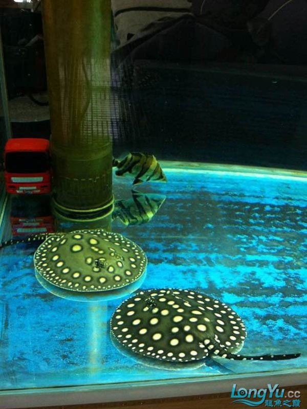 魟魚黑白和黑金的區別