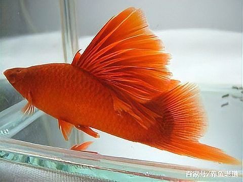 紅大勾魚最忌三種東西