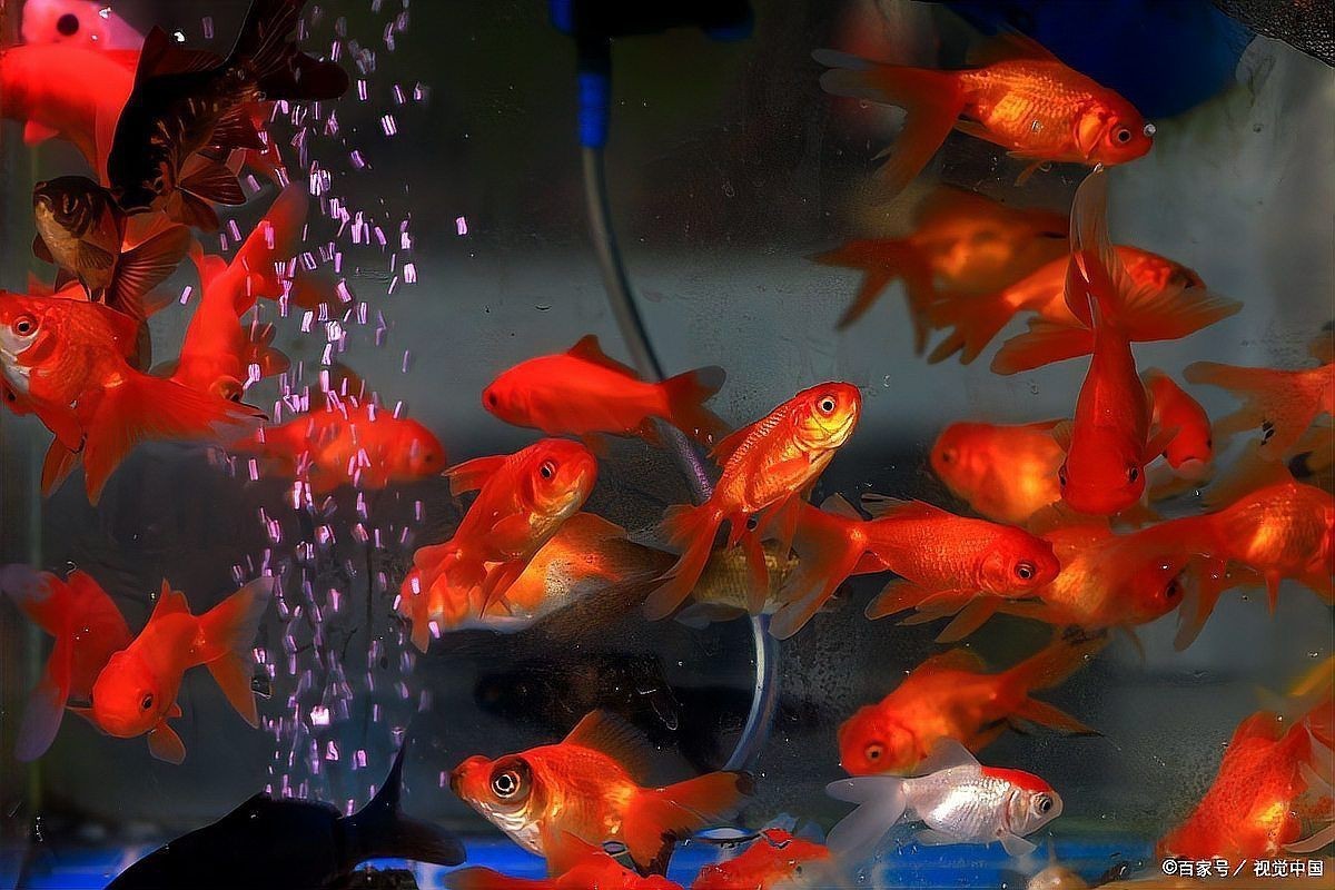 紅大勾魚最忌三種東西
