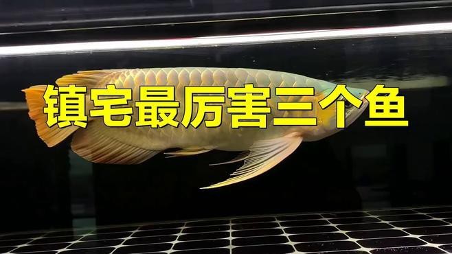 有哪些著名的招財龍魚品種？