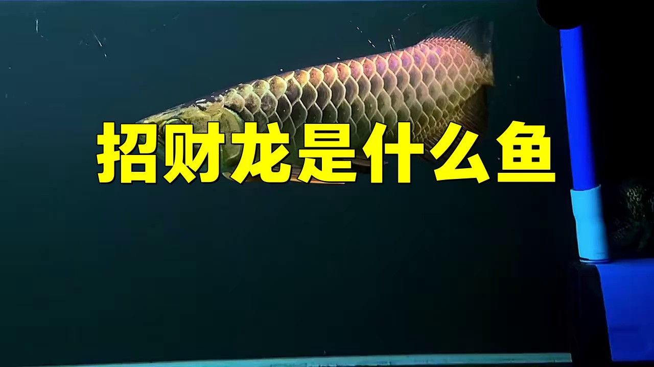 有哪些著名的招財龍魚品種？