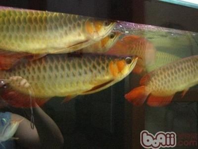 龍魚加配魚有什么好處和功效呢（龍魚與適當的配魚共同養殖，選擇適當的配魚注意事項）