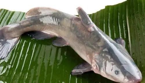鮰魚