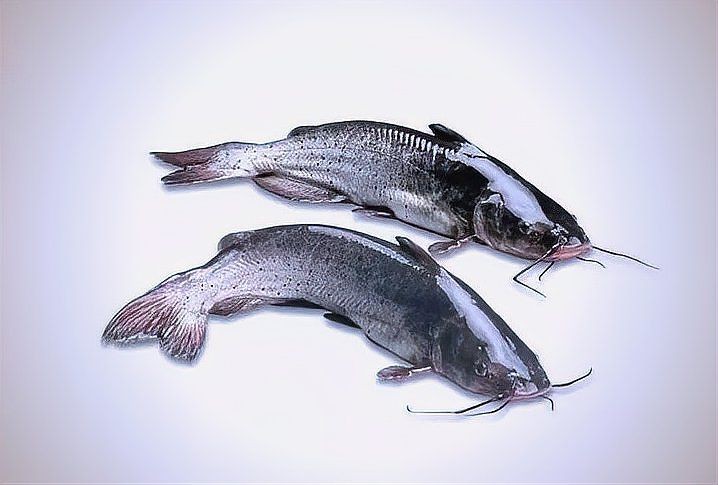 鮰魚