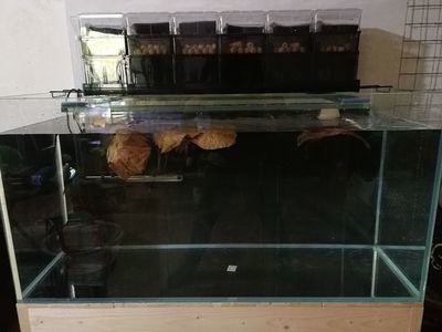 淄博定陶魚缸價格查詢：定陶區多家店鋪提供魚缸銷售服務以下是根據搜索結果整理的信息