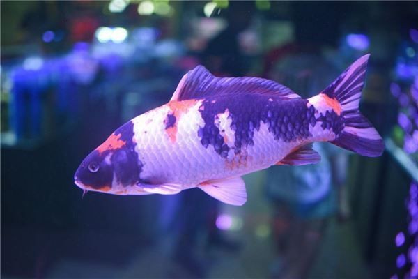 紅財神魚是平嘴還是三角嘴的