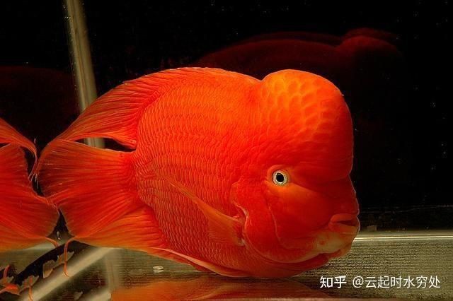 紅財神魚是平嘴還是三角嘴的