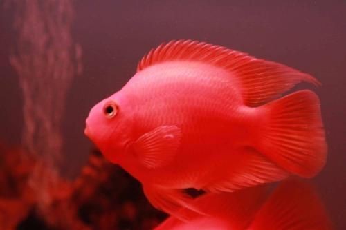 紅財神魚是平嘴還是三角嘴的